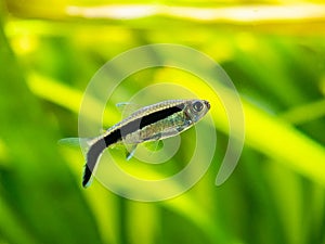 Penguin tetra Thayeria boehlkei  isolated in a fish tank with blurred background