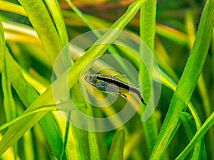 Penguin tetra Thayeria boehlkei  isolated in a fish tank with blurred background