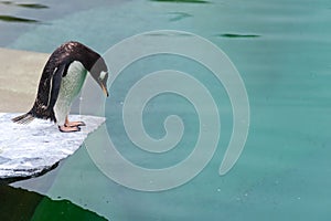 A penguin about to take a dive into the water