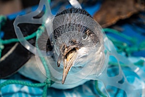 Penguin trapped in plastic net.