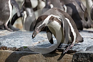 Penguin is trying to dive into the water.Group of Humboldt Penguins in the background