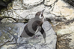 Penguin trying to fly in the Oceanario, Lisbon photo