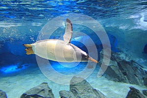Penguin underwater in sea cave scenery photo