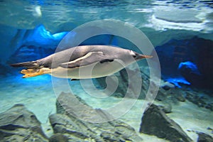 Penguin underwater in sea cave