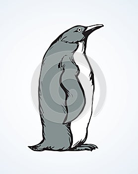 Penguin. Vector drawing