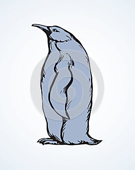 Penguin. Vector drawing