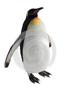 Penguin walk isolated on white background