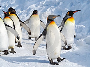 Penguin walk on snow