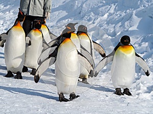 Penguin walk on snow