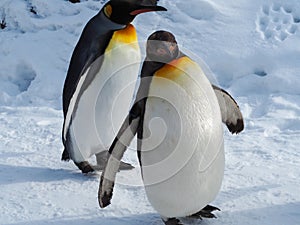 Penguin walk on snow