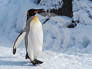 Penguin walk on snow
