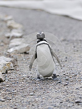 Penguin Walking
