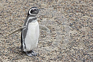 Penguin Walking