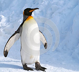 Penguin walking alone