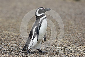 Penguin Walking Alone