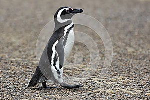 Penguin Walking Alone