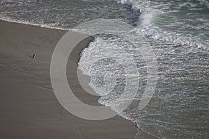 Penguin Walking on the Beach