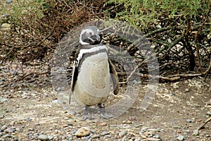 Penguin walking in the bushes