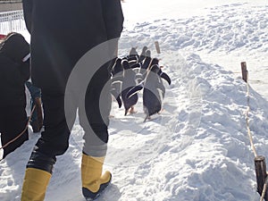 Penguins walk in winter