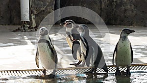 Penguin walking in row to the penguin stage. Group of little Black footed penguin walking very adorable