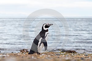 Penguin walking on shore on a sunny day, isla magdalena Coastal wildlife.