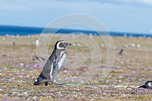 Penguin walking on shore on a sunny day, isla magdalena Coastal wildlife.