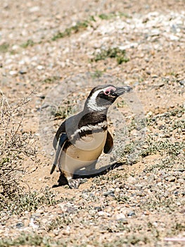 Penguin walking and sunbathing on the beaches photo