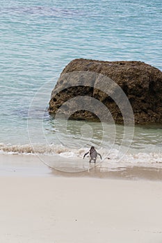 Penguin walking to the sea at Boulders Beach,South Africa.