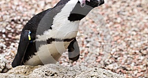 Penguin walks with distinct black and white plumage in zoo