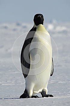 Penguin watching you