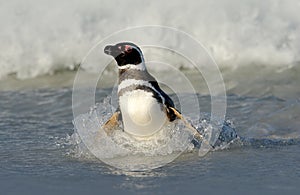 Penguin in the water. Bird playng sea waves. Penguin swimming the waves. Sea bird in the water. Magellanic penguin ocean wave in t