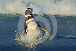 Penguin in the water. Bird in the sea waves. Penguin swiming in the waves. Sea bird in the water. Magellanic penguin in ocean wave