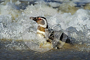 Penguin in the water. Bird in the sea waves. Penguin swiming in the waves. Sea bird in the water. Magellanic penguin in ocean wave