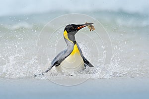 Penguin in the water. Funny bird image from wild nature. Wildlife scene from ocean. Wild Antarctica. Big King penguin jumps out of