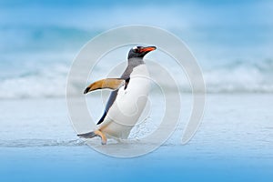 Penguin in water. Gentoo penguin jumps out of the blue water while swimming through the ocean in Falkland Island, bird in the natu