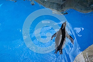 Penguin in the water at a zoo