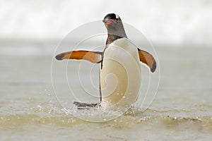 Penguin in the white waves. Gentoo penguin, water bird jumps out of the blue water while swimming through the ocean in Falkland Is