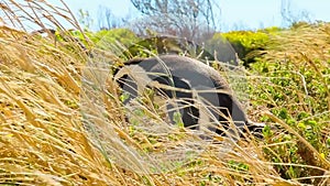 Penguin in the wild