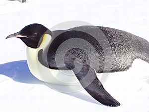 Penguin XV