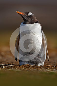 Penguin with young in plumage. Wildlife behaviour scene from nature.