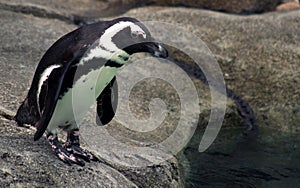 Penguin at the Zoo