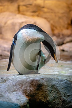 Penguin in a zoo.