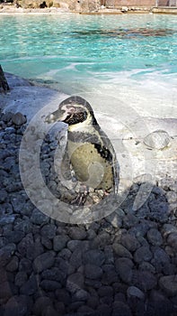 Penguin in Zoo