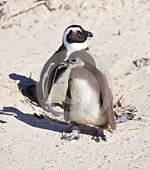 Penguine