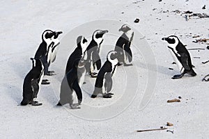 Penguins