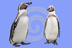 Penguins