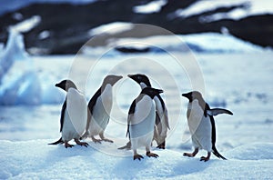 Penguins