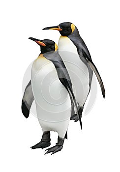 Penguins