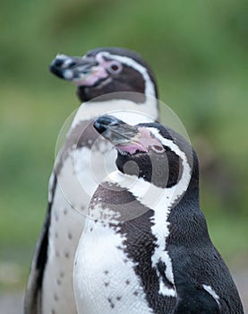 Penguins