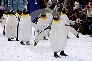 Penguins